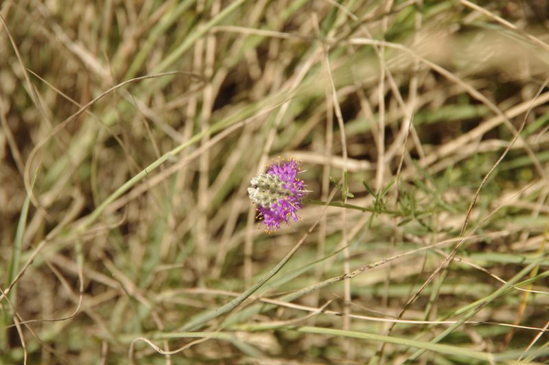 Dalea tenuifolia, photographed by Eric Knight