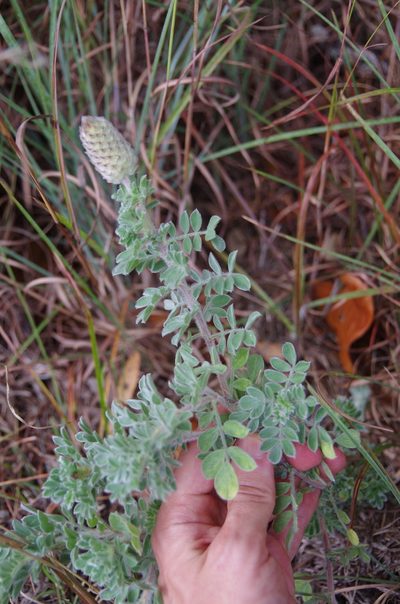 Dalea obovata, photographed by Eric Knight