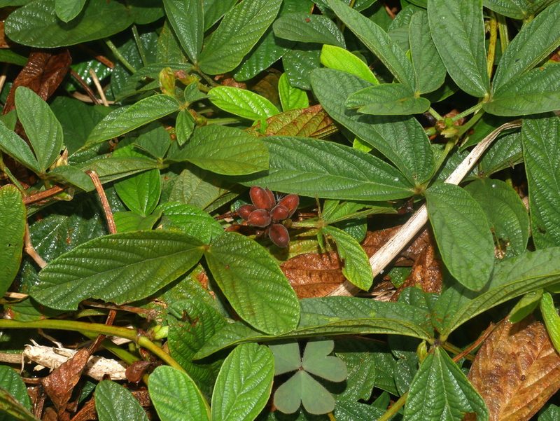 Flemingia macrophylla, photographed by Jacy Chen