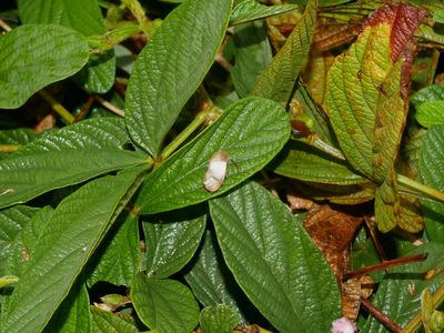 Flemingia macrophylla, photographed by Jacy Chen