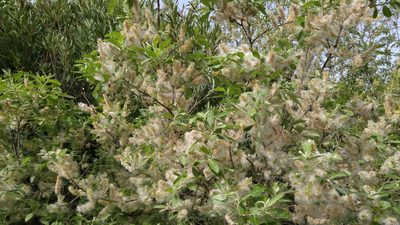 Salix pedicellata, photographed by Mehdi Chetibi