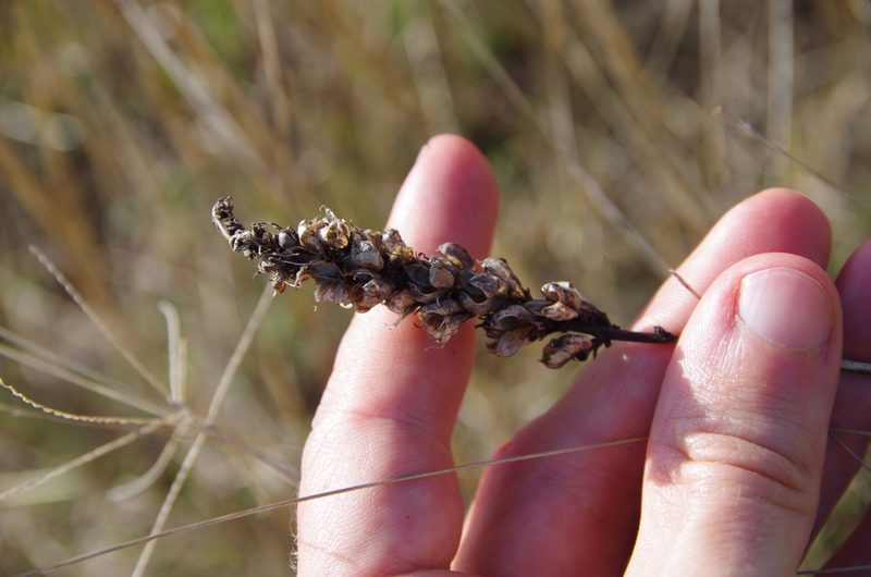 Schoenocaulon ghiesbreghtii, photographed by Eric Knight