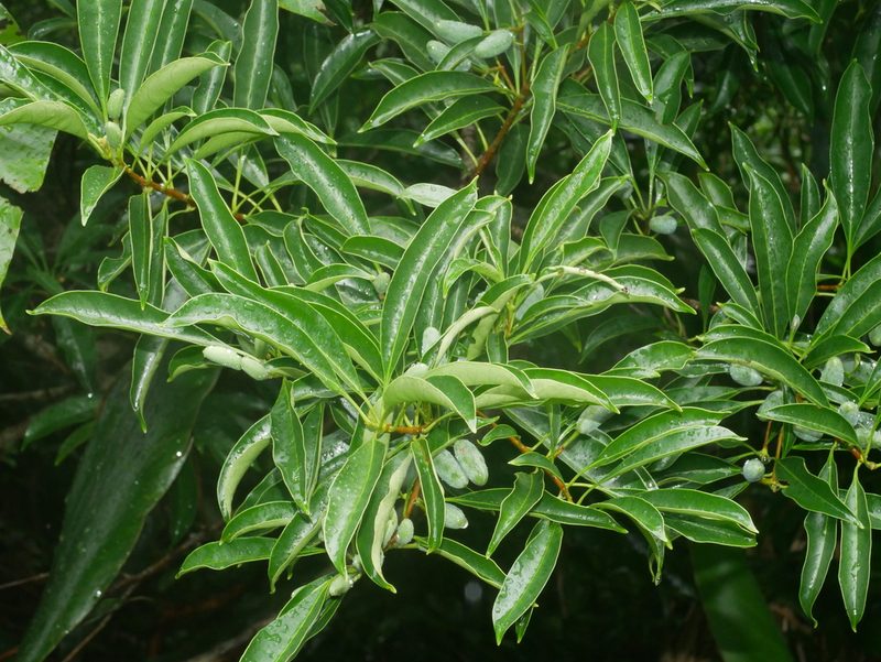 Chengiodendron matsumuranum, photographed by Jacy Chen