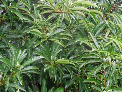 Chengiodendron matsumuranum, photographed by Jacy Chen