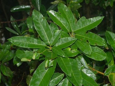 Reevesia thyrsoidea, photographed by Jacy Chen