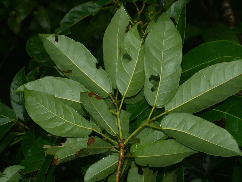 Reevesia thyrsoidea, photographed by Jacy Chen