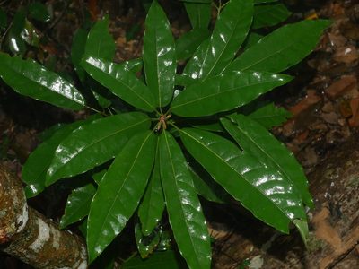 Reevesia thyrsoidea, photographed by Jacy Chen