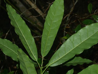 Reevesia thyrsoidea, photographed by Jacy Chen