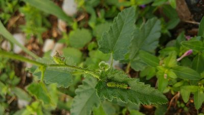 Tragia nepetifolia, photographed by Liliana Ramírez-Freire