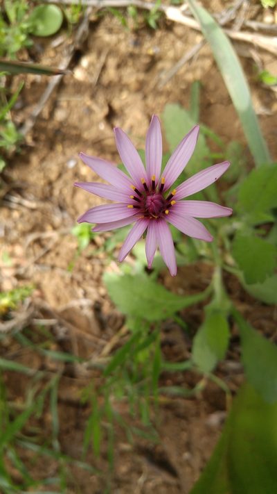 Pseudopodospermum undulatum, photographed by Mehdi Chetibi