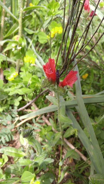 Echium creticum, photographed by Mehdi Chetibi