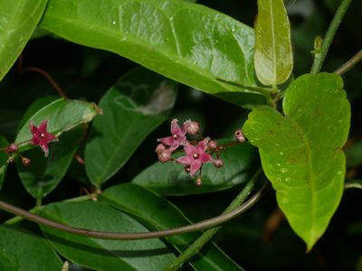 Vincetoxicum hirsutum, photographed by Jacy Chen