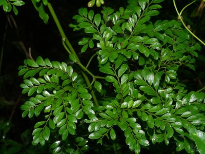 Ventilago elegans, photographed by Jacy Chen
