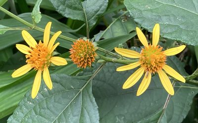Tilesia baccata, photographed by Andrew J. Crawford