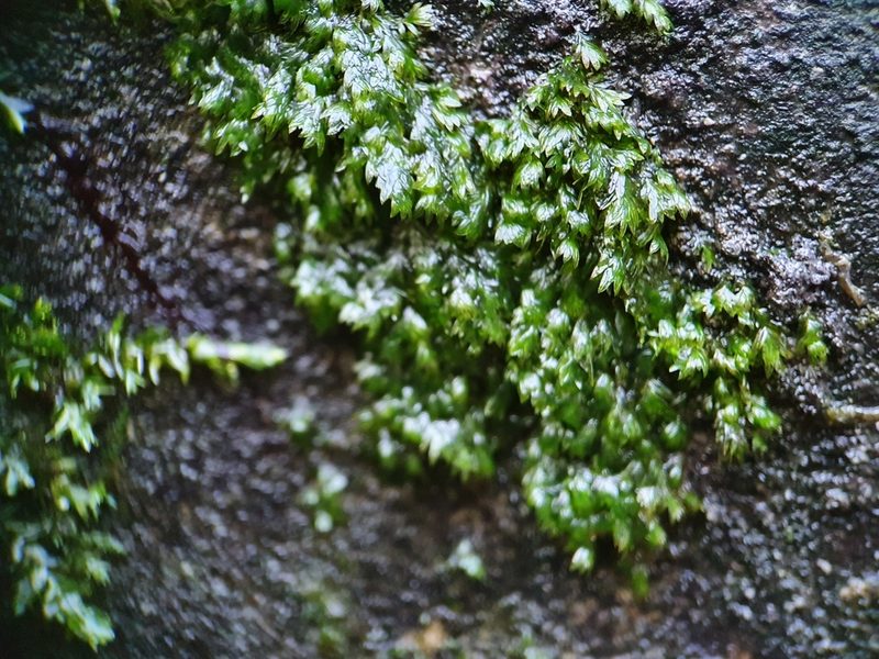 Fissidens crassipes, photographed by Jonathan Hughes