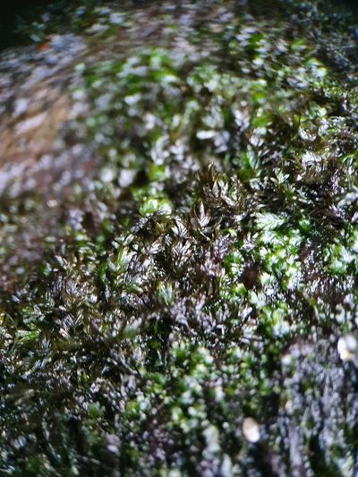 Fissidens crassipes, photographed by Jonathan Hughes
