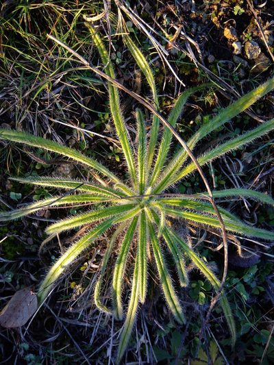 Onosma visianii, photographed by Valerii Darmostuk