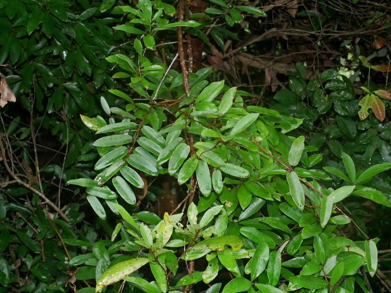 Cryptolepis sinensis, photographed by Jacy Chen