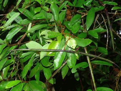 Cryptolepis sinensis, photographed by Jacy Chen