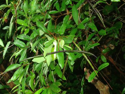 Cryptolepis sinensis, photographed by Jacy Chen