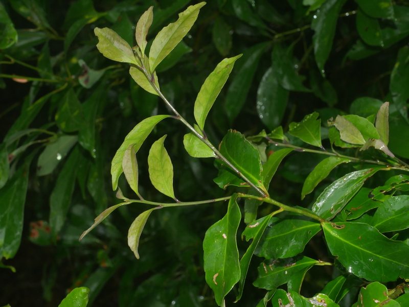 Ilex uraiensis, photographed by Jacy Chen