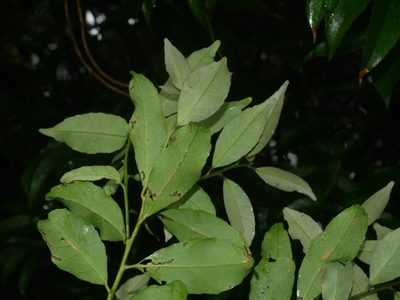 Ilex uraiensis, photographed by Jacy Chen