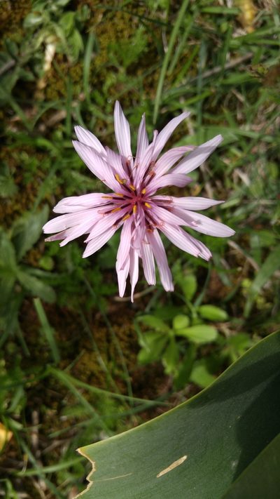 Pseudopodospermum undulatum, photographed by Mehdi Chetibi