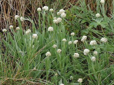 Antennaria anaphaloides, photographed by Todd Boland