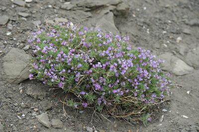 Astragalus vexilliflexus, photographed by Todd Boland