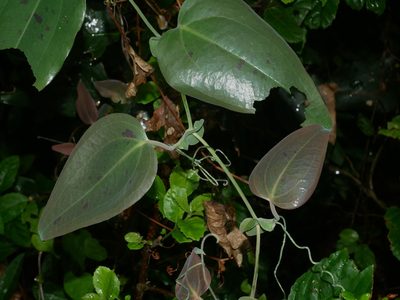 Smilax ocreata, photographed by Jacy Chen