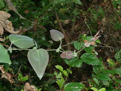 Smilax ocreata, photographed by Jacy Chen