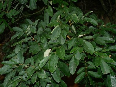 Ormosia hengchuniana, photographed by Jacy Chen