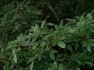 Ormosia hengchuniana, photographed by Jacy Chen