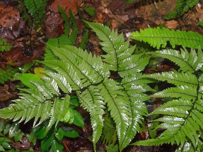 Dryopteris sordidipes, photographed by Jacy Chen