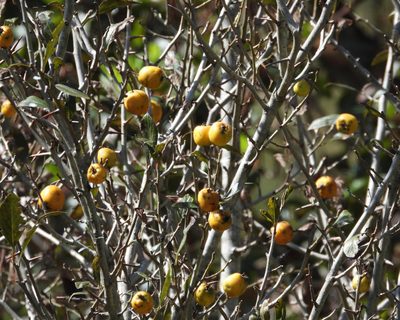 Crataegus mexicana, photographed by Grete Pasch