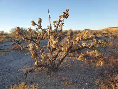 Cylindropuntia munzii, photographed by Bob Miller
