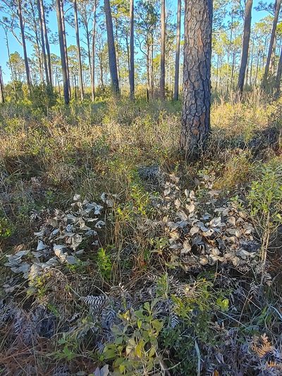 Baptisia simplicifolia, photographed by Scott Allen Davis