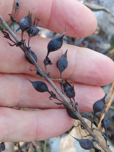 Baptisia simplicifolia, photographed by Scott Allen Davis