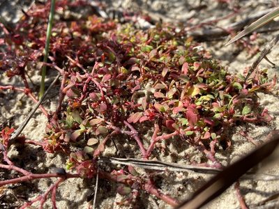 Euphorbia cordifolia, photographed by Reid Hardin