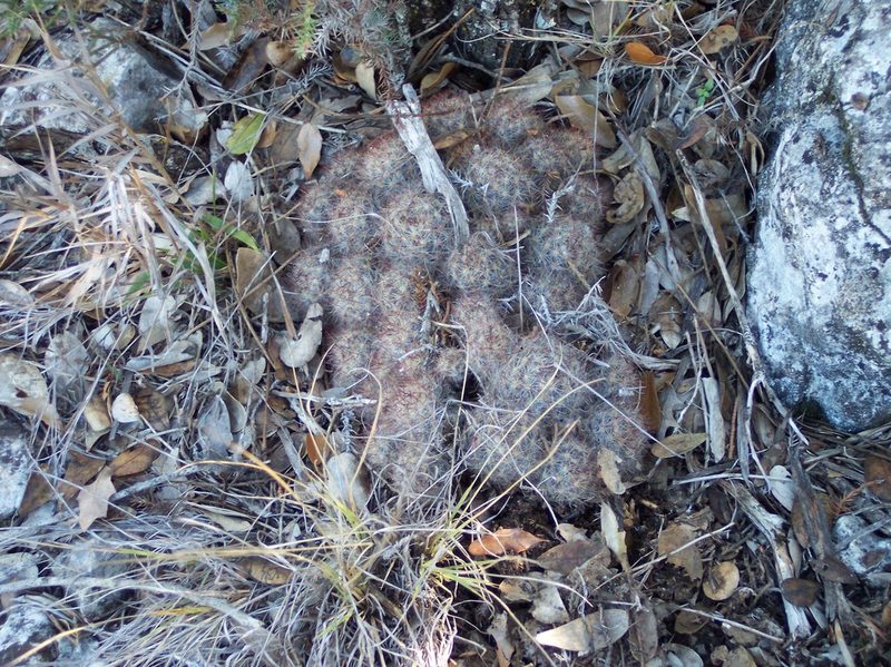 Mammillaria prolifera, photographed by Jo Roberts