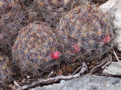 Mammillaria prolifera, photographed by Jo Roberts