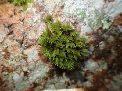 Bryomyces phyllanthus, photographed by George Greiff