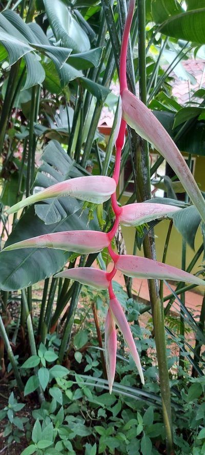 Heliconia chartacea, photographed by Leo Arias