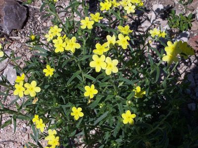 Lithospermum mirabile, photographed by Jo Roberts