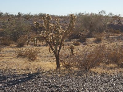 Cylindropuntia munzii, photographed by Bob Miller