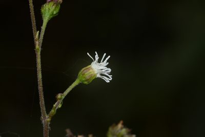 Adenostemma lavenia, photographed by S.MORE