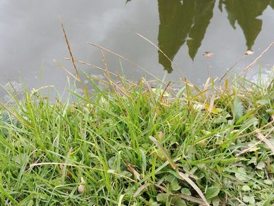 Stenotaphrum unilaterale, photographed by bat (Maria Vorontsova)