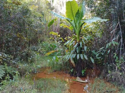 Typhonodorum lindleyanum, photographed by bat (Maria Vorontsova)