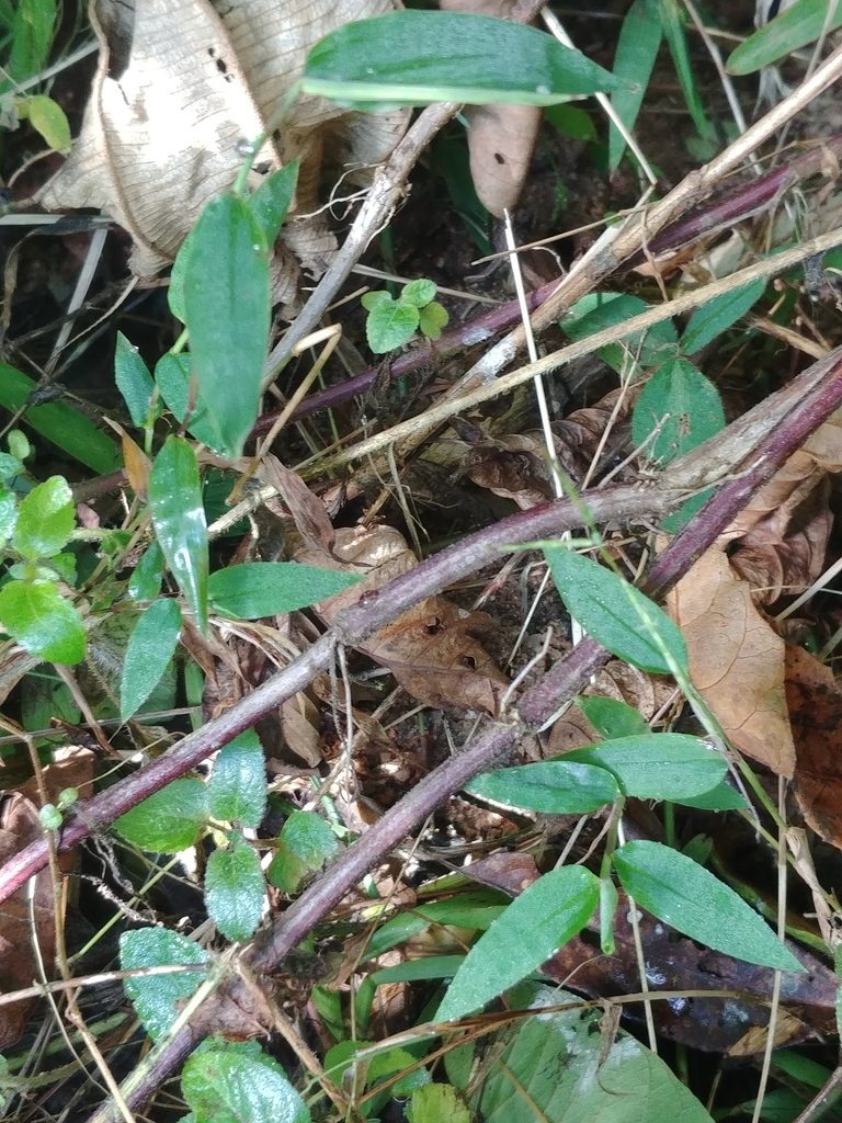 Microstegium nudum, photographed by bat (Maria Vorontsova)