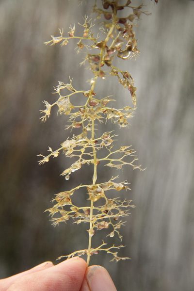 Utricularia australis, photographed by Taylor Davies-Colley